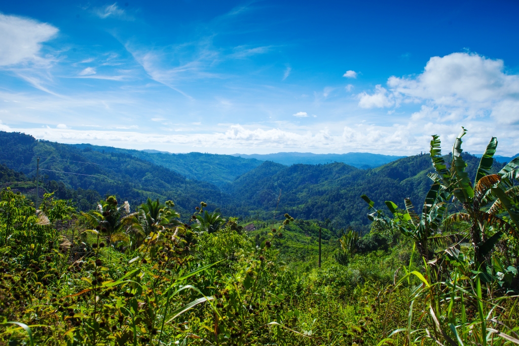 The 3 Jimmy Buffett song that describes my life